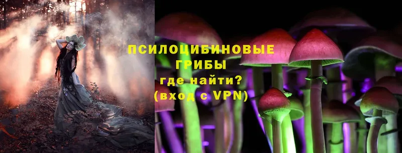 Галлюциногенные грибы Psilocybe  Губкинский 